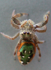 Orange Jumper
